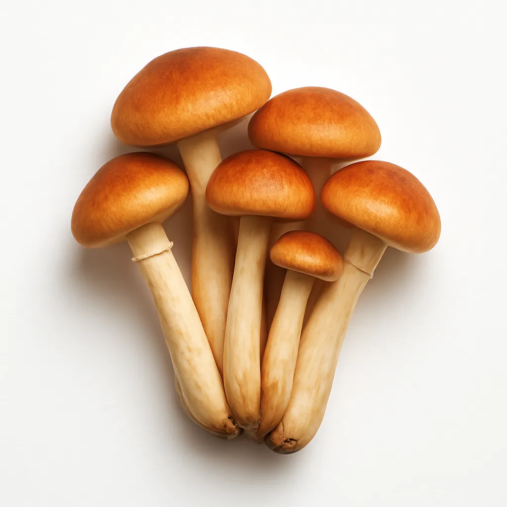 Honey fungus
