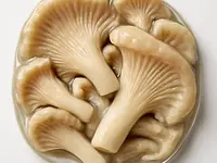 Oyster mushroom in brine