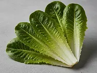 Romaine lettuce