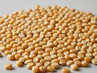 Kukurydza do popcornu