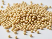 Millet (raw)