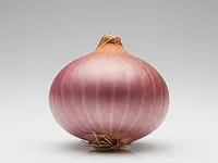 Cebula (lub szalotka)