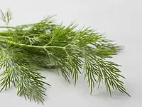 Fresh dill