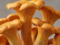 Chanterelles (Cantharellus cibarius)