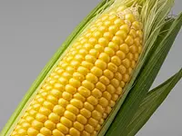 Corn on the cob