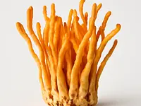 Cordyceps