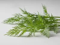 Dill (fresh)