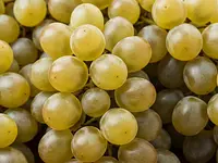 Seedless grapes