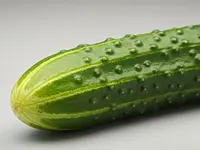 Greenhouse cucumber