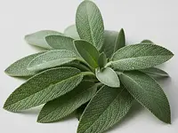 Fresh sage