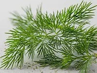Dill (optional)
