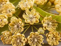 Dried linden flowers
