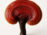 Ganoderma lucidum