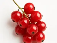 Red currant