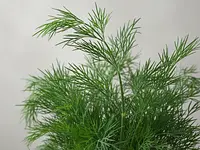 Fresh dill