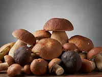 Fresh forest mushrooms