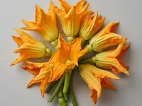 Zucchini flowers
