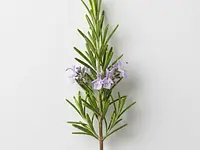 Sprig of fresh rosemary