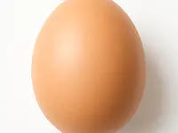 Chicken egg
