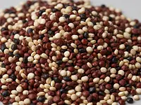 Komosa ryżowa (quinoa)