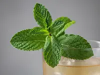 Gałązka mięty do dekoracji