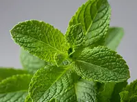 Listki świeżej mięty
