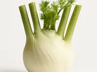 Fennel