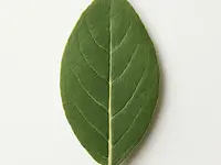Bay leaf