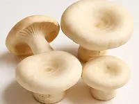Lactarius