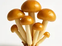 Nameko mushrooms