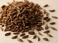 Kminek (kminek zwyczajny)