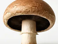 Large portobello mushroom