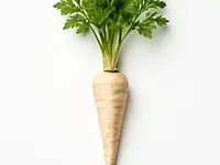 Parsley root