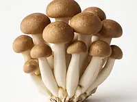 Brown shimeji mushrooms