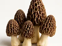 Morel mushroom