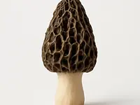 Edible morel