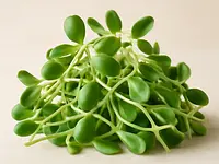 Sunflower sprouts