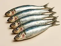 Fresh sardines