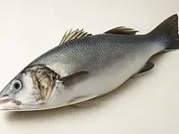 Sea bass