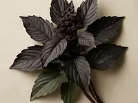 Thai basil