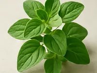 Oregano (fresh)