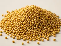 Yellow mustard seeds