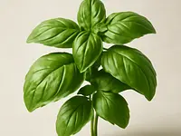 Fresh basil
