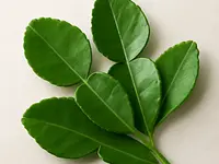Kaffir lime leaves